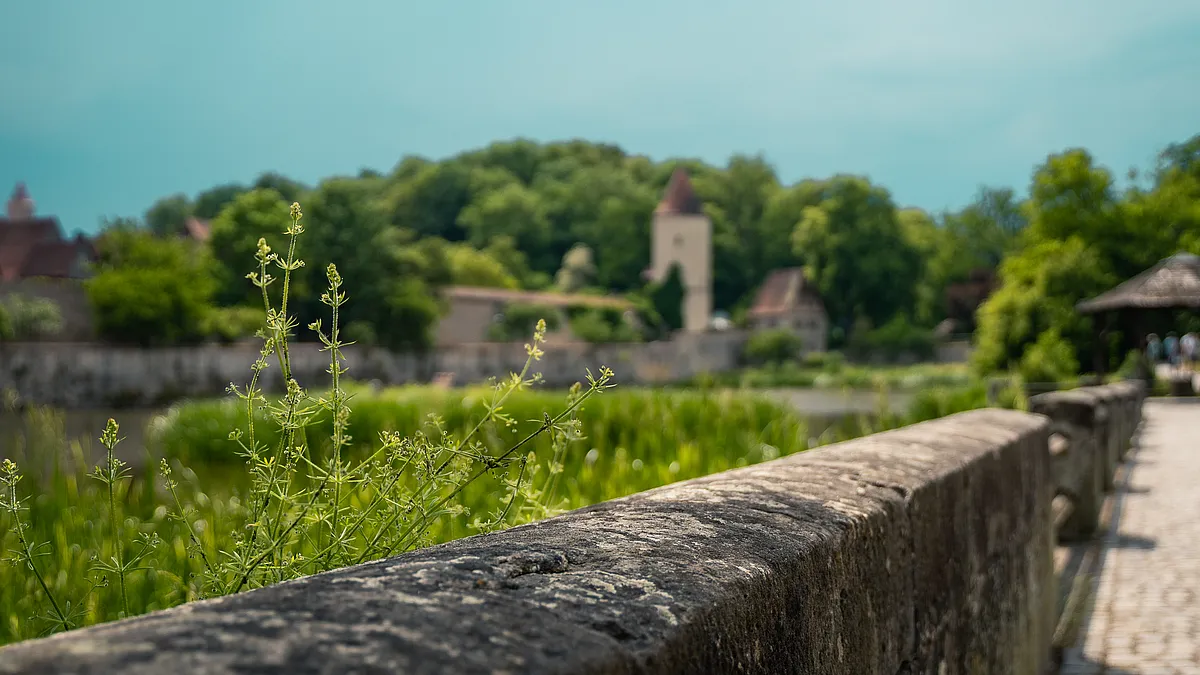 Steinbrücke mit bewachsener Brüstung in Dinkelsbühl, dahinter Schilf, Wasser, Bäume und ein heller Turm mit Spitzdach