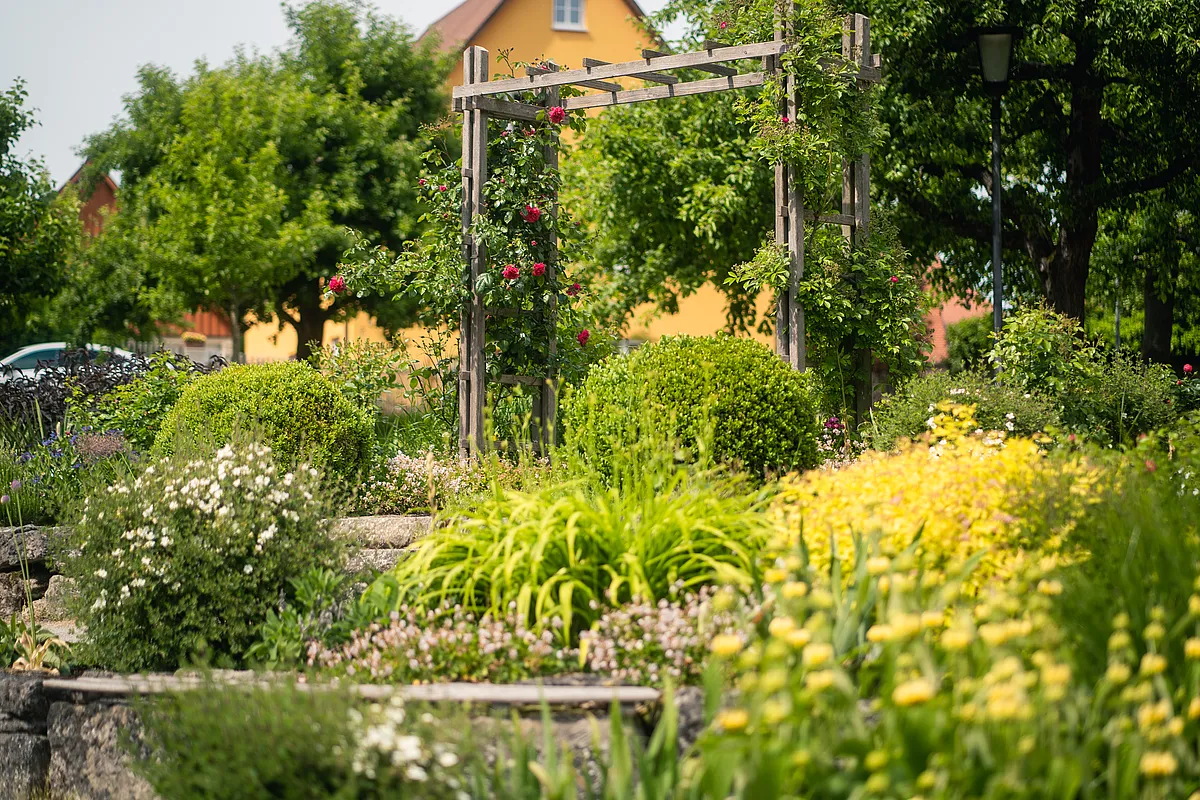 Blühende Gartenanlage mit hölzernem Rosenbogen, Buchskugeln, Ziergräsern und gelben Stauden in Dinkelsbühl