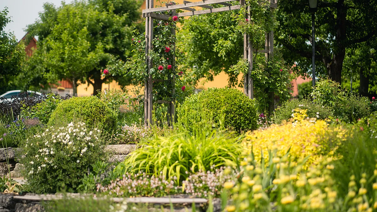 Blühende Gartenanlage mit hölzernem Rosenbogen, Buchskugeln, Ziergräsern und gelben Stauden in Dinkelsbühl